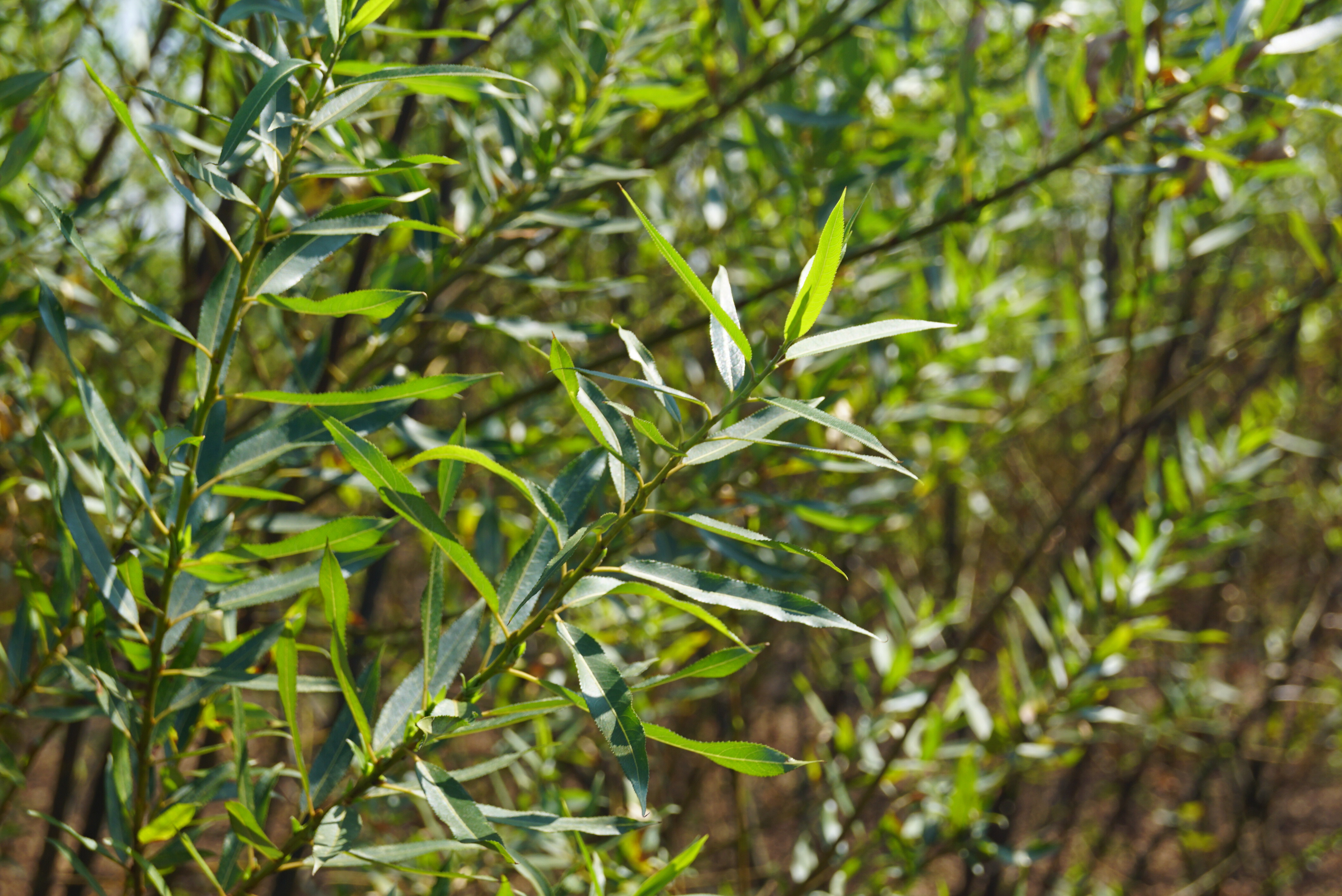 Salix triandra (5)